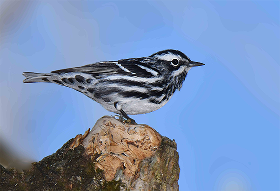 Black and White Warbler by Alan Lenk